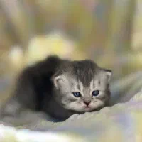 گربه بریتیش اسکاتیش نر و ماده