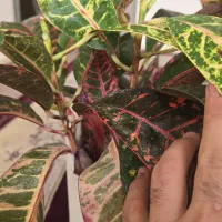 گل و گیاه کروتون|گل و گیاه طبیعی|ایلام, |دیوار