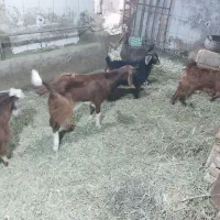 بزغاله۴عدد