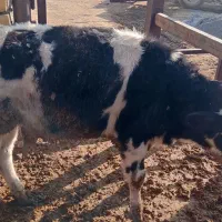 ۱گوساله هلشتاین|حیوانات مزرعه|اراک, |دیوار