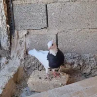 کبوتر کفتر|پرنده|سرپل ذهاب, |دیوار