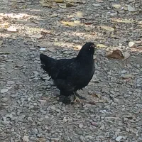 تخم مرغ تازه با نطفه صدرصد|حیوانات مزرعه|خان ببین, |دیوار