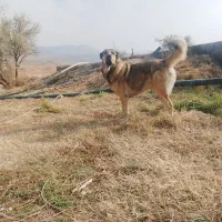 واگذاری سگ سرابی اصیل شجره دار