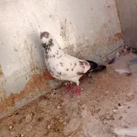 کبوتر تهرانی ساعتی