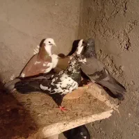 فروشی|پرنده|میاندوآب, |دیوار