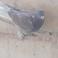 با سلام نرسرخ پرپا پرشی|پرنده|قنوات, |دیوار