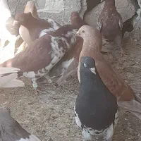 کفترجفتگاه وجوجه