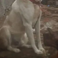 سگ سرابی