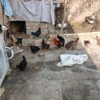 15 عدد تخم مرغ محلی شرط نطفه در هویزه عکس مولدا