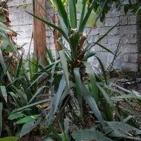 گیاه یوکا|گل و گیاه طبیعی|لاهیجان, خالو باغ|دیوار