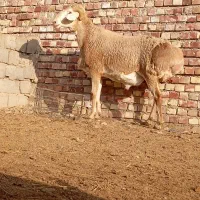 قوچ بخته 4دندان درجه یک