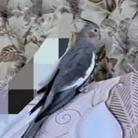 گمشده گم شده عروس هلندی