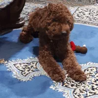 سگ پودل|سگ|چمستان, |دیوار