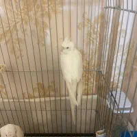 عروس هلندی البینو