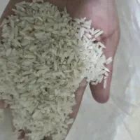 برنج تارم دم سیاه مینودشت