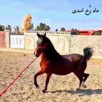 اسب مادیان و کره مادیون یک ماهه|اسب و تجهیزات اسب‌سواری|اصفهان, حصه شمالی|دیوار