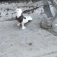 کبوتر هما سرور