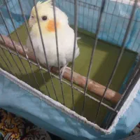 عروس هلندی