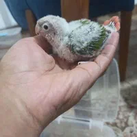 طوطی گرینچیک دبل رد جوجه|پرنده|کرمان, |دیوار