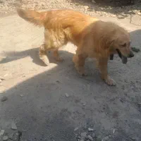 گلدن نربااصالت جهت کشش با گلدن ماده شما