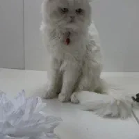 گربه پرشین نر ۱ساله با شناسنامه و واکسن|گربه|بندرلنگه, |دیوار