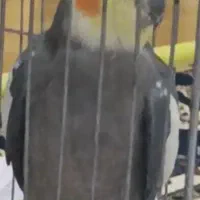 عروس هلندی گمشده