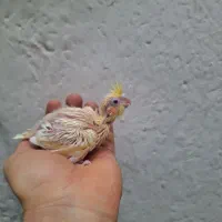 جوجه عروس وگیرینچیک
