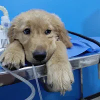 گلدن رتریور