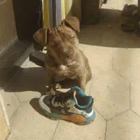 سگ پیتبول|سگ|شیراز, شهرک پرواز|دیوار