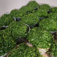 سبزی آماده جلالی