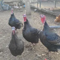 بوقلمون و قوغاز