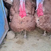 بوقلمون بوربون (قه لی سور)|حیوانات مزرعه|مریوان, |دیوار