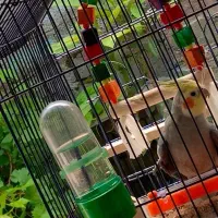 عروس هلندی نر سخنگو|پرنده|آستارا, |دیوار