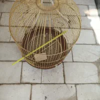 قفس پرنده  طلایی
