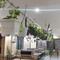 گل گیاه تزیینی.|گل و گیاه طبیعی|کهک, |دیوار