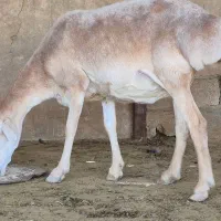 شیشک میش بره دار|حیوانات مزرعه|شیراز, گل سرخ|دیوار