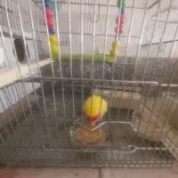 کوتوله برزیلی|پرنده|قم, زنبیل آباد|دیوار