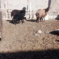 2راس میش زایده با3راس بره اوست