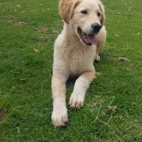 سگ گلدن رتریور