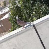 سلام یک نر مست روزگاری|پرنده|شهرکرد, |دیوار