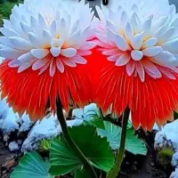 ضمانت وام ازدواج