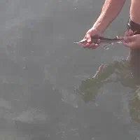 ماهی خاویاری سیبری