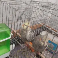 عروس هلندی