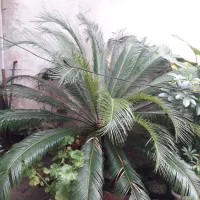 فروش سیکاس بالای ۱۰ساله