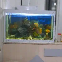 آکواریوم شیشه ده میل