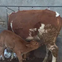 گاوسیمنتال|حیوانات مزرعه|آوج, |دیوار