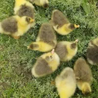 فروش جوجه غاز و قوغاز گوشتی