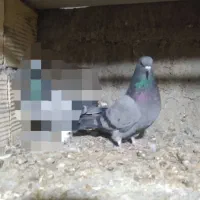 کفتر سبز کاشونی پرش سنگین  معاوضه با دمگیر دولا