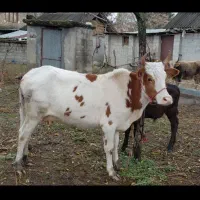 گاو چالوسی باگوساله نر هلیشتان اث