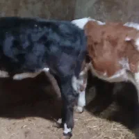 دو گوساله ماده اصل سیمینتال مونتی بیلیارد شیری گاو|حیوانات مزرعه|اردبیل, |دیوار